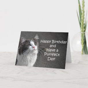 Carte d'anniversaire de chat gris et blanc
