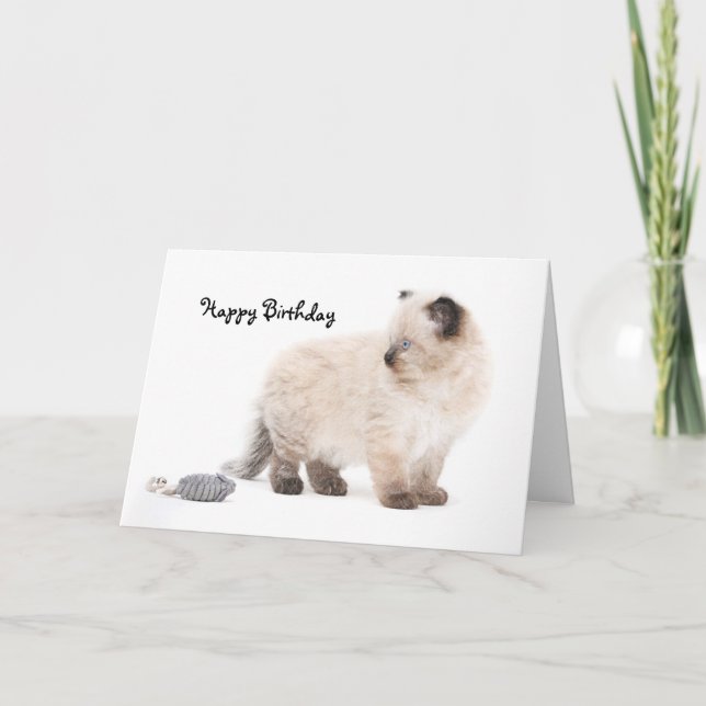 Carte d'anniversaire de chaton de Ragdoll (Devant)