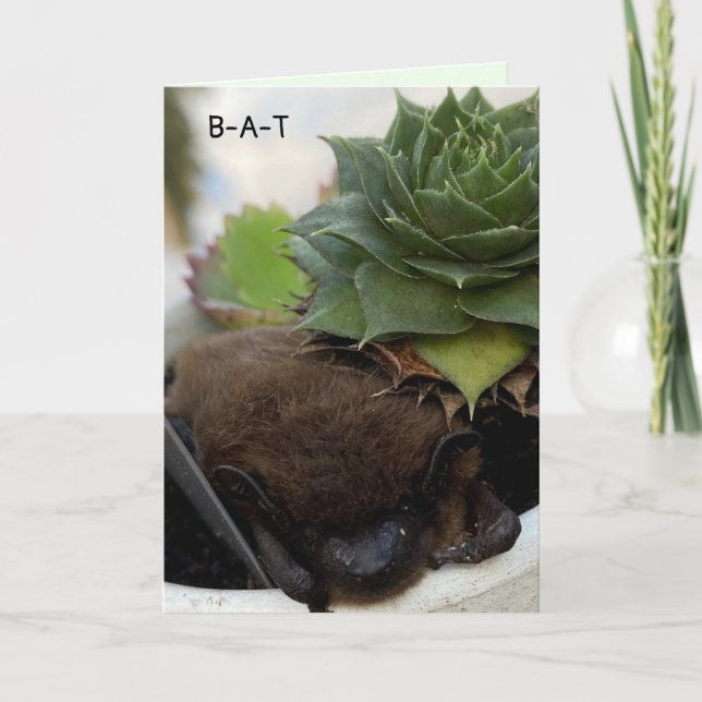 Carte d'anniversaire de chauve-souris - Accolades  (Devant)