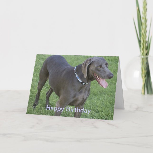 Carte d'anniversaire de chien de Weimaraner (Devant)