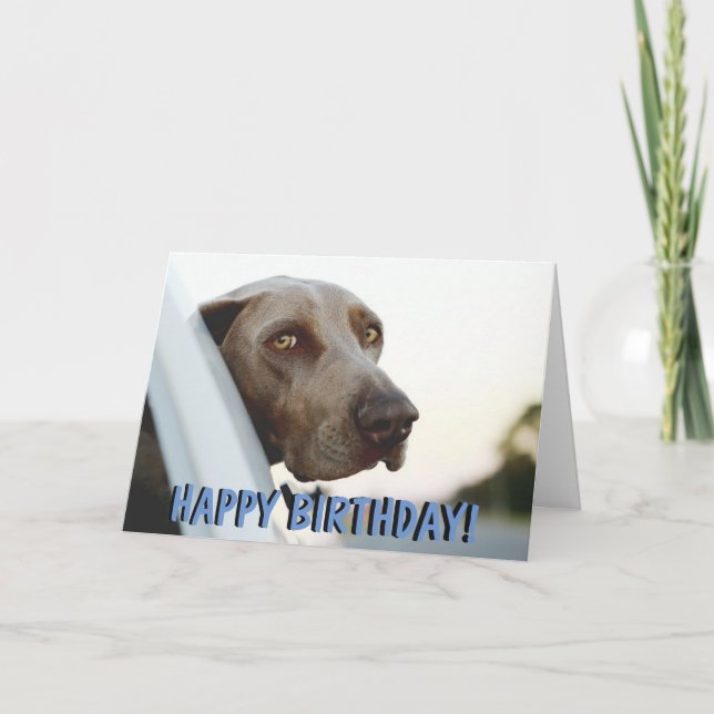 Carte d'anniversaire de chien de Weimaraner (Devant)
