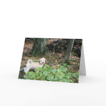 Carte d'anniversaire de chienchien