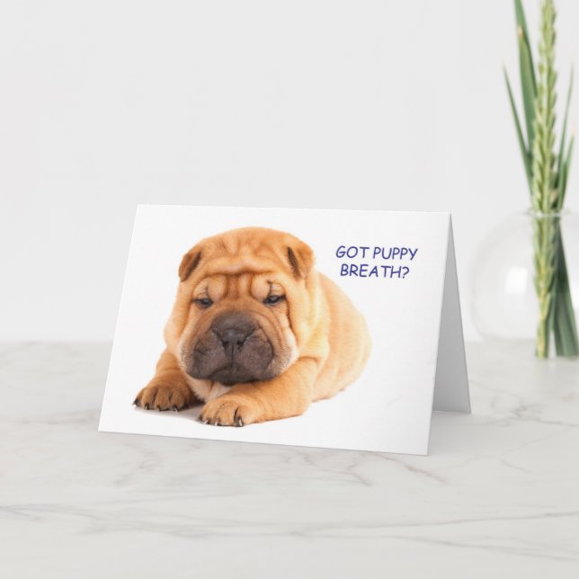 Carte d'anniversaire de chiot de Shar Pei (Devant)