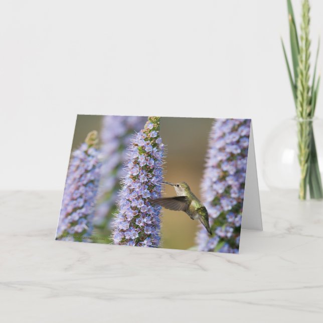 Carte d'anniversaire de colibri (Devant)