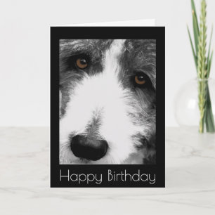 Carte d'anniversaire de Collie Eyes