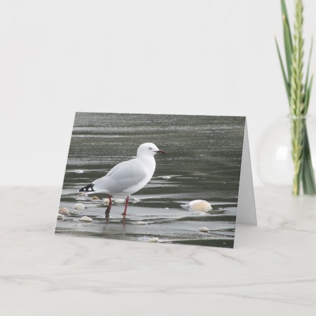 Carte d'anniversaire de Seagull (Devant)