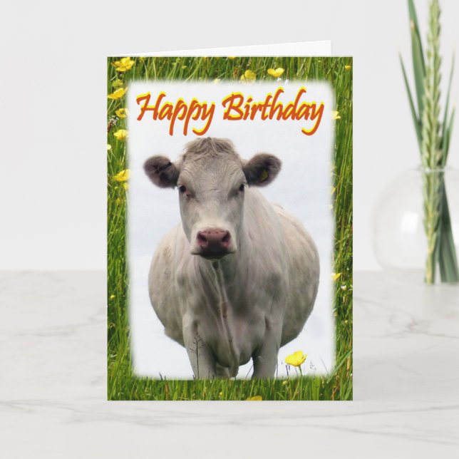 Carte d'anniversaire de vache blanche (Devant)