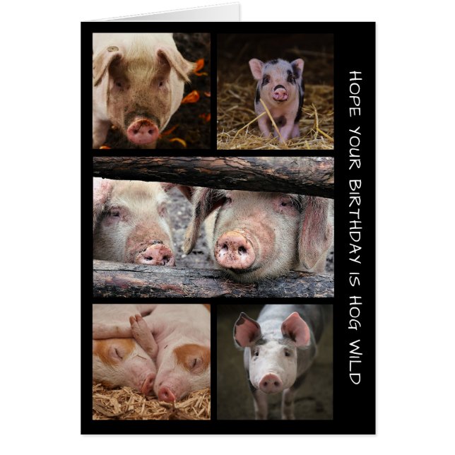 Carte d'anniversaire des porcs sauvages (Devant)
