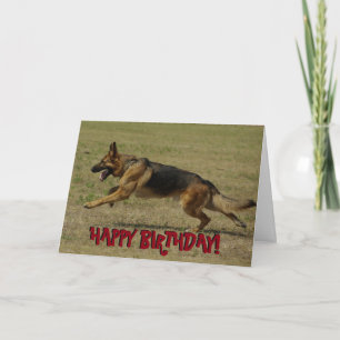 Carte d'anniversaire drôle de berger allemand