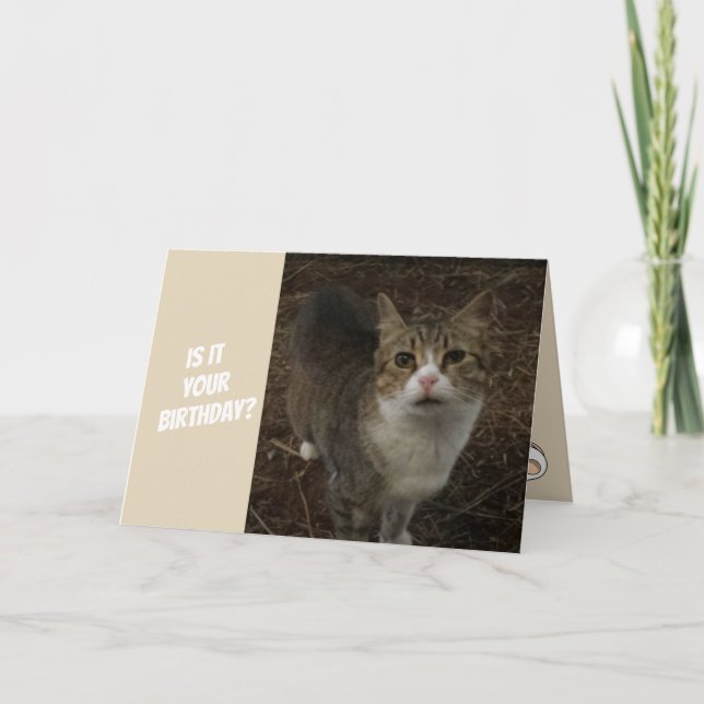 Carte d'anniversaire drôle de Kitty (Devant)