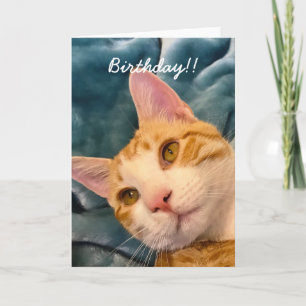 Carte d'anniversaire du chat