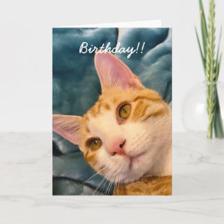 Carte d'anniversaire du chat