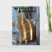 Carte d'anniversaire du chat gras