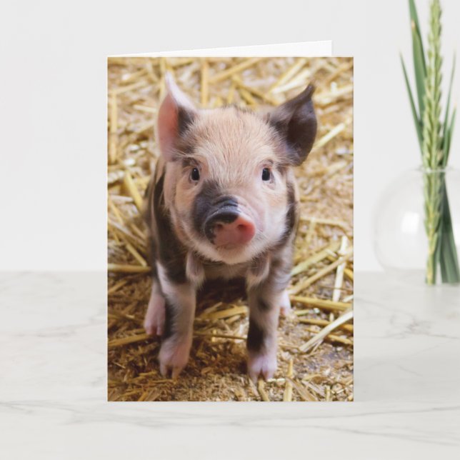 Carte d'anniversaire du cochon mignon (Devant)
