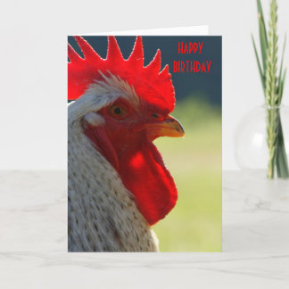 Carte d'anniversaire du coq