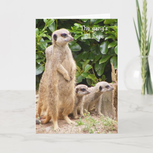 Carte d'anniversaire du gang Meerkat (Devant)