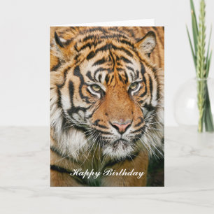 Carte d'anniversaire du tigre