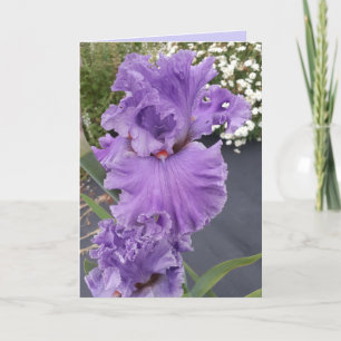 Carte d'anniversaire florale fleur violette Iris I
