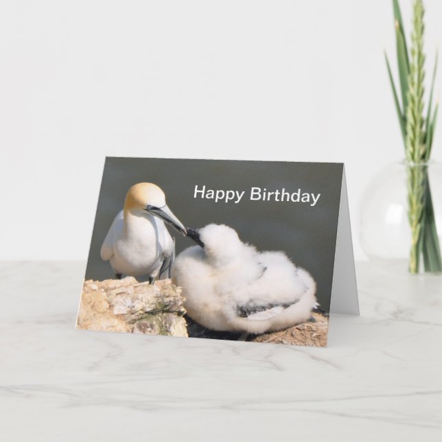 Carte d'anniversaire : Fou de Bassan et poussin (Devant)