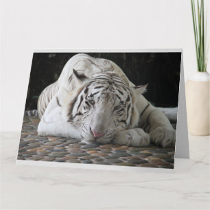 CARTE D'ANNIVERSAIRE GIGANTESQUE AU TIGRE BLANC MI
