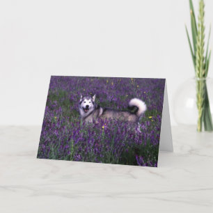 Carte d'anniversaire Husky