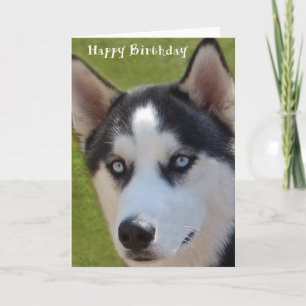 Carte d'anniversaire Husky