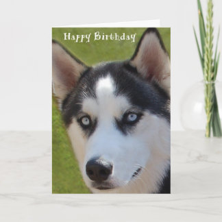 Carte d'anniversaire Husky