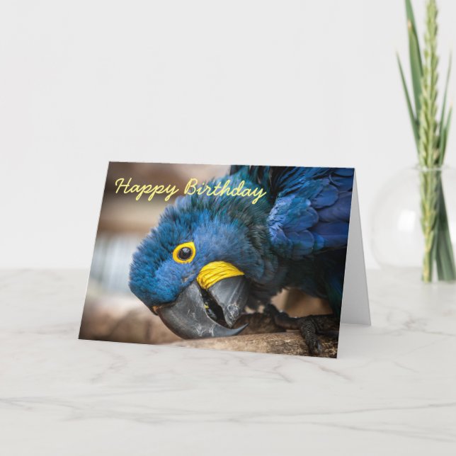 Carte d'anniversaire Hyacinth Macaw perroquets (Devant)