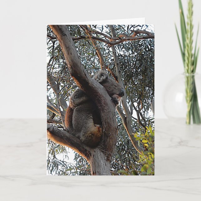 Carte d'anniversaire - Koala endormie (Devant)