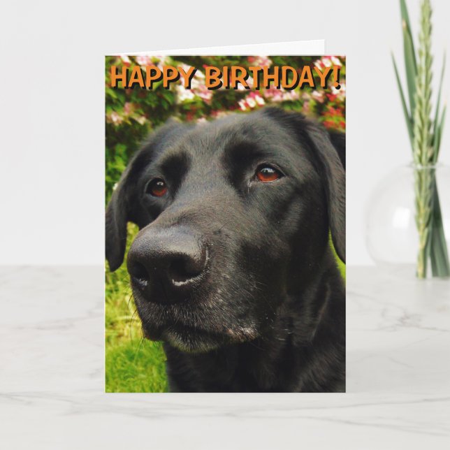 Carte d'anniversaire Labrador Retriever (Devant)
