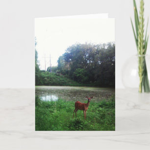 Carte d'anniversaire "Lake Alimagnet Deer"