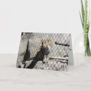 Carte d'anniversaire "Leopard #4"