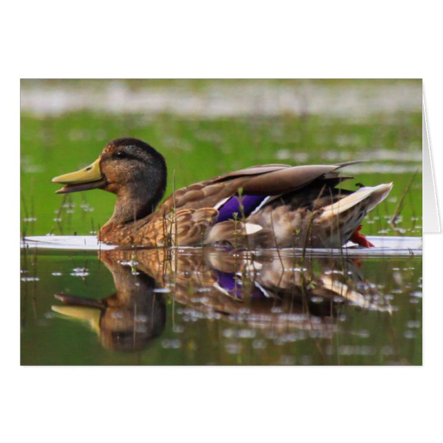 Carte d'anniversaire Mallard Duck Nature (Devant horizontal)