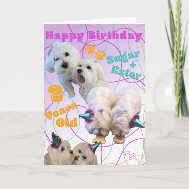 Carte d'anniversaire Maltese Twins (Devant)