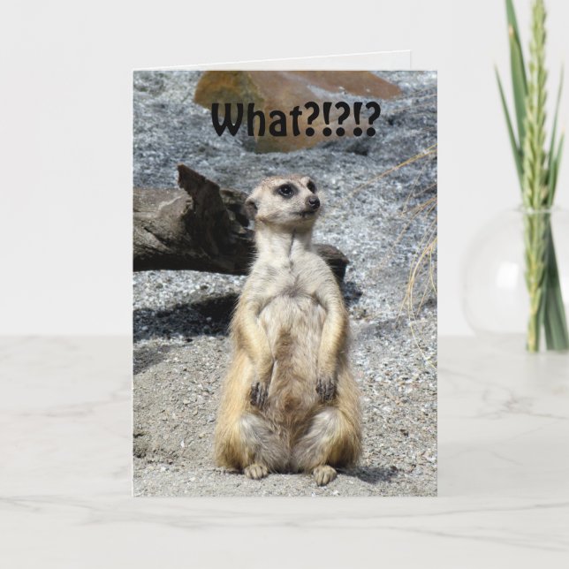 Carte d'anniversaire Meerkat (Devant)