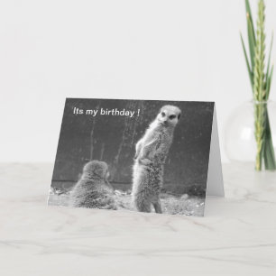 Carte d'anniversaire Meerkat