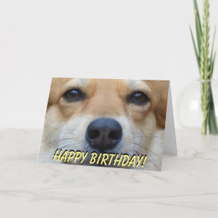 Carte d'anniversaire mignonne de corgi