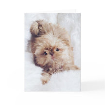 Carte d'anniversaire orange de salutation de Shih