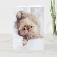 Carte d'anniversaire orange de salutation de Shih