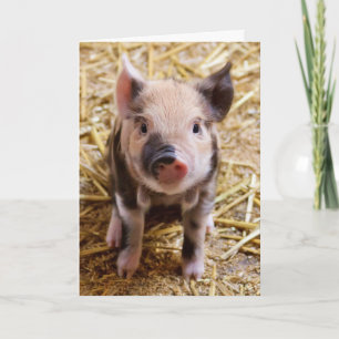 Carte d'anniversaire personnalisée pour porc migno