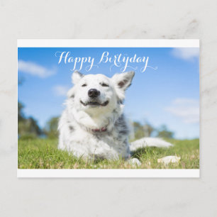 carte d'anniversaire pour chien, personnalisable