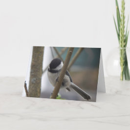 Carte d'anniversaire pour les poulets