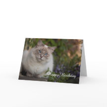 Carte d'anniversaire Ragdoll