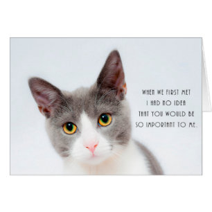 Carte d'anniversaire romantique d'amour de chat