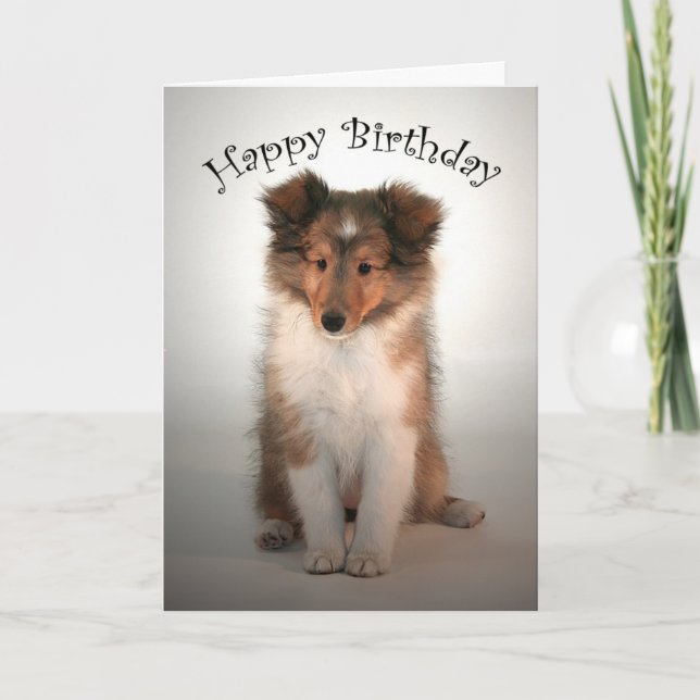 Carte d'anniversaire Shelty Puppy (Devant)