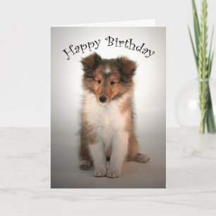 Carte d'anniversaire Shelty Puppy