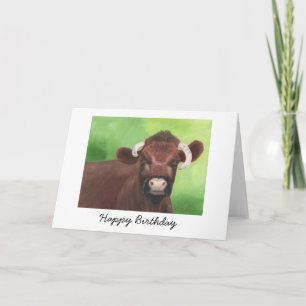 Carte d'anniversaire Shorthorn Bull