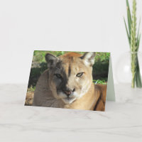 Carte d'anniversaire Stern Cougar
