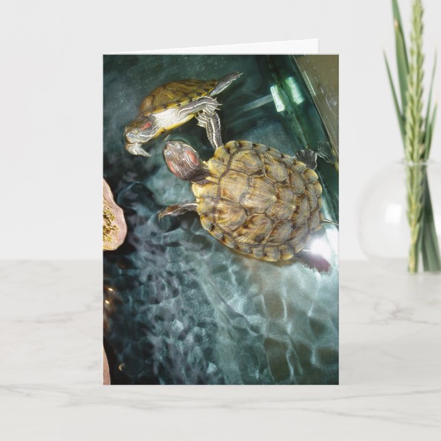 Carte d'anniversaire “Tortues dansantes” (Devant)