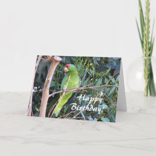 Carte d'anniversaire Wild Parrot